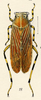 Habitus, dorsal view: !! display not done !! on Aetalion reticulatum (Linnaeus, 1758): (Observation).