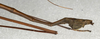 CollectionObject 1557467; NMW 653, 2fbe376d-b2aa-4052-ae65-39bffc357fff: copyright NMW, Vienna. male: end of abdomen, lateral view of Dyme innocens (holotype). (CollectionObject).