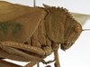 CollectionObject 1529814; 3abe0461-5db6-425d-a976-b320d7f08937: male pronotum, lateral view (holotype). (CollectionObject).