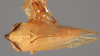 Habitus, dorsal view: !! display not done !! on Melizoderes osborni (Funkhouser, 1930): (Observation).