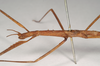 CollectionObject 1556952; NHMUK(SF IMPORT DUPLICATE) 844974-844975, a895fb1e-3f78-4fd2-b3a3-929a25a06fb2: copyright Natural History Museum, London. female: head and thorax, lateral view of Anophelepis rhipheus (syntype). (CollectionObject).
