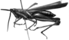 CollectionObject 1521522; 0bf30b91-8f5e-4d2d-9cad-aacd66faa96c: Image Carbonell, C.S. female, lateral view (holotype). (CollectionObject).