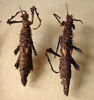 CollectionObject 1560963; ceadeb13-01fc-4da2-9d27-3118b461ac28: copyright NZSI, Calcutta. female (syntypes). (CollectionObject).;CollectionObject 1560964; 6f0c2b0e-304a-47cd-97d2-c1d3a307adcd: copyright NZSI, Calcutta. female (syntypes). (CollectionObject).