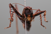 CollectionObject 2072894; e27b9cda-e7a8-45c9-aafd-1f15cc9b3ddd: Female, frons. (CollectionObject).