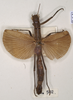 CollectionObject 1560633; 47ab67f1-c9b8-4d8c-8e73-0a496cda0eea: copyright UMO. female of synonym Aschipasma catadromus (paralectotype). (CollectionObject).