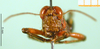 CollectionObject 1501657; 607d2fe3-87aa-48f2-8860-f2a1f3f3979f, DORSA BA000170S01: male, frontal view (holotyoe of Auloserpusia laeta). (CollectionObject).