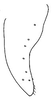 Subgenital plate, ventral view on Bahita interjecta Linnavuori & DeLong, 1978: Bahita interjecta, subgenital plate, ventrally. (Observation).