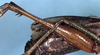 CollectionObject 1532909; da5113a6-8147-4dd5-a301-89e3845a1b33: female hind femur (paratype). (CollectionObject).