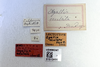 Other: !! display not done !! on Agalliopsis (Agallaria) oculata (Van Duzee, 1890): (Observation).