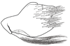 Pygofer, lateral view on Coarctana asymmetrica Domahovski & Cavichioli, 2023: Male holotype [DZUP]: pygofer, valve and subgenital plate, lateral view. (Observation).