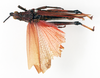 CollectionObject 1573937; e450c806-47e7-459e-aede-686a6f93d811: male, dorsal view (paralectotype of Taphronota calliparea immaculata). (CollectionObject).