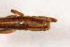 CollectionObject 2602149; 6e785ce8-fb19-4286-810b-6c8663f79f3b: female, dorsal view (paratype). (CollectionObject).