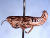 Jivarus americanus Giglio-Tos, 1898: male, lateral view (paralectotype?). (Otu).