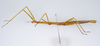 CollectionObject 1562555; f0d14a09-30ea-47a6-849f-8b2a60593620: copyright ZMUH, Hamburg. female, lateral view (syntype). (CollectionObject).