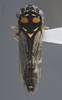 Habitus, dorsal view on Dilobopterus demissus (Fabricius, 1803): Dorsal. (Observation).