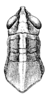 Schistocerca nitens nitens (Thunberg, 1815): Pl. 14, Fig. 9 (after type as S. boyacae). female, head and pronotum, dorsal view. (Otu).
