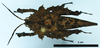 CollectionObject 1598031; 77f7ecdd-882b-4d72-ade7-d2829d6e88f8: female holotype (dorsal view). (CollectionObject).