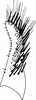 Subgenital plate, ventral view on Empoasca (Empoasca) dominica (Ghauri, 1974): Subgenital plate. (Observation).