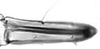Subgenital plate.: Rostrum (URS) of A. pomi. (Observation).