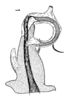 Aedeagus, dorsal view: (Observation).