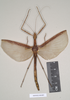 CollectionObject 1563497; NHMUK(SF IMPORT DUPLICATE) 844803, 3f611afb-eec3-4c50-a92f-80e6040aa20b: copyright Natural History Museum, London. female (paratype). (CollectionObject).
