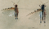 CollectionObject 1537902; 569fb00b-e3ee-4843-8a5d-143c54f40a0e: male and female, dorsal view. (CollectionObject).;CollectionObject 1537903; 5770711a-0a76-42e8-90bd-a60ad76a8e46: male and female, dorsal view. (CollectionObject).