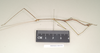 CollectionObject 1561469; NHMUK(SF IMPORT DUPLICATE) 844556, 5fa50b3a-3a22-4fb3-85f1-d879c8e42ba7: copyright Natural History Museum, London. male, lateral view (holotype). (CollectionObject).