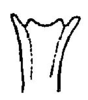Anaulacomera (Anaulacomera) acutangulata Márquez Mayaudón, 1965: Fig. 12. distal portion of male subgenital plate, posterior view. (Otu).