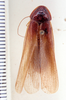 CollectionObject 1552882; 6a9cbec0-743e-49ff-a2b3-00d3937dfd9f: Image taken by Heidi Hopkins. (CollectionObject).