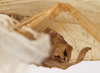 CollectionObject 1534510; 702e5152-55d5-4bd6-ac4a-9a3d37e29d7f: male cerci (holotype). (CollectionObject).