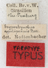 CollectionObject 1531625; 7af52504-3828-4b1b-bf63-70cec441861e: labels (holotype). (CollectionObject).