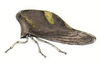 Habitus, lateral view: !! display not done !! on Smilia guttata Fitch, 1851: (Observation).