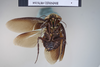 CollectionObject 1573063; 6c5a8e75-cb6b-4b61-be14-b8347733dc82: Copyright NHM, London. Male: ventral view, non-type. (CollectionObject).