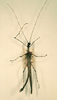 CollectionObject 1560464; dadd023d-fe73-4f41-8779-1d34b449bc98: copyright NHRS, Stockholm. male (syntype). (CollectionObject).