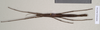 CollectionObject 1559898; a25aa4aa-df00-4d2f-b272-359342b3b395: copyright Natural History Museum, London. female (paratype). (CollectionObject).