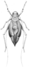 Corycoides jurinei (Saussure, 1862): Pl. XXX, Fig. 1. male, dorsal view (pronotum length 11-12 mm, tegmina 41-45 mm, hind femora 23-25 mm). (Otu).