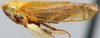Habitus, lateral view: !! display not done !! on Serratus Linnavuori, 1959: Serratus sp., lateral habitus (NMNH). (Observation).