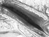 Lirometopum coronatum Scudder, 1875: male stridulatory file. (Otu).