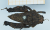 CollectionObject 1583756; 403716bd-b6f9-4158-9cc4-faf524893993: female, dorsal view. (CollectionObject).
