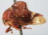 Habitus, lateral view: !! display not done !! on Telamona compacta Ball, 1903: (Observation).
