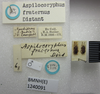 CollectionObject 1593482; 90472935-a6e8-4ed3-ba57-d8939291d56b: Aspilocoryphus fraternus. Syntype. (BMNH) - (CC BY-NC 4.0) Photo by Stuart Cole, reproduced with permission from the Natural History Museum, London, UK. (CollectionObject).