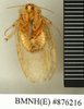 CollectionObject 1572909; 129811cf-7c12-4053-b3c3-51005561ab44: Copyright Natural History Museum, London. Non-type (adult male) in BM(NH). Ventral view. (CollectionObject).