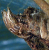 CollectionObject 1517202; ac266886-5c37-46d7-82f9-f0bc09d9c024: female ovipositor (holotype). (CollectionObject).
