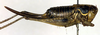 CollectionObject 1500451; ebf5f54a-4bb5-4caf-9fdf-ee58b6e7a36d, DORSA BTantakdHTF: female, lateral view (holotype of Anterastes akdaghensis). (CollectionObject).