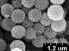 Brochosomes on Dichrophleps aurea (Fabricius, 1803): DP53 | French Guyana, Piste de Kaw, Pk 18-31, I-III.91 | MIZA. (Observation).