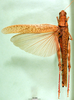CollectionObject 1502146; 480116cb-cef4-4055-bf46-74b3f9736f4f: female, dorsal view, paralectotype. (CollectionObject).