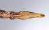CollectionObject 1557059; c8974540-fb7c-4eb0-8b6a-845b988b2c3e: copyright ZMUH, Hamburg. female: end of abdomen, ventral view of Anisacantha difformis (syntype). (CollectionObject).;CollectionObject 1557060; f11b3972-192c-4031-b398-c47b261b475b: copyright ZMUH, Hamburg. female: end of abdomen, ventral view of Anisacantha difformis (syntype). (CollectionObject).;CollectionObject 1557061; e64ab6b8-4d03-4e84-a132-f4adcee7350b: copyright ZMUH, Hamburg. female: end of abdomen, ventral view of Anisacantha difformis (syntype). (CollectionObject).