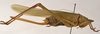 CollectionObject 1534486; c502f5fa-f03e-441e-9138-6497a997861a: female, lateral view (syntype of Conocephalus nigropunctatus). (CollectionObject).