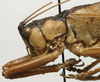 CollectionObject 1535098; 40ff5075-b72a-4d43-877d-58701b308f2b: male head and pronotum, lateral view (syntype). (CollectionObject).
