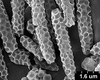Brochosomes: CR188 | U.S.A., California, Yucca Grove, 7-VIII-1936, R. H. Beamer. Paratype. | KSEM. (Observation).
